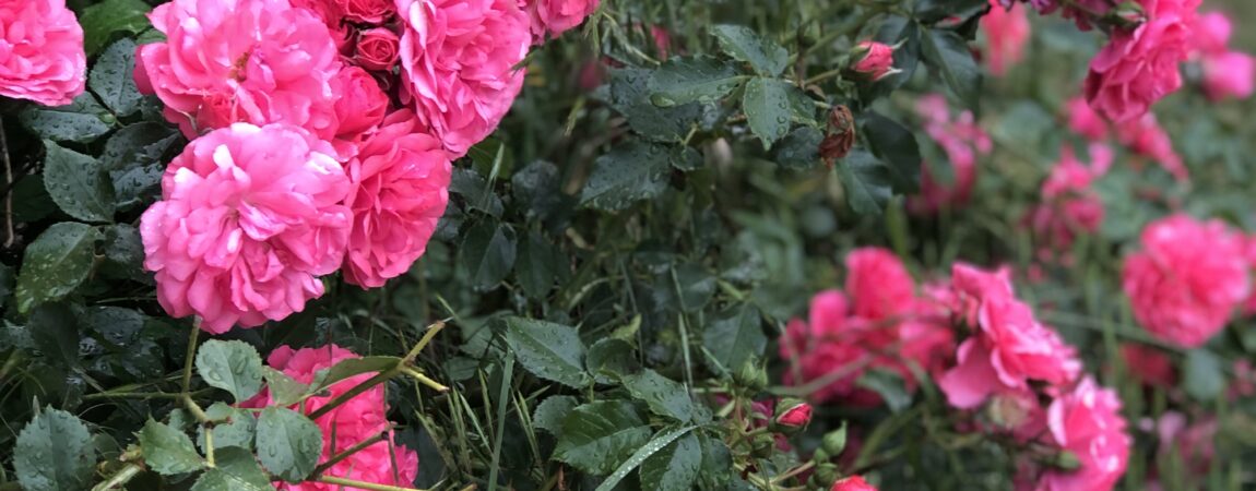 Ein spätes Hallo in 2025